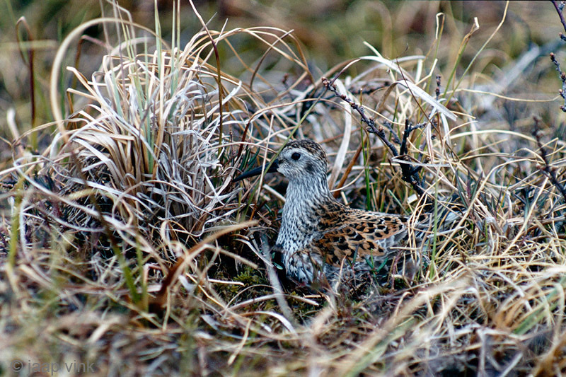 Dunlin - Bonte Strandloper - Calidris alpina