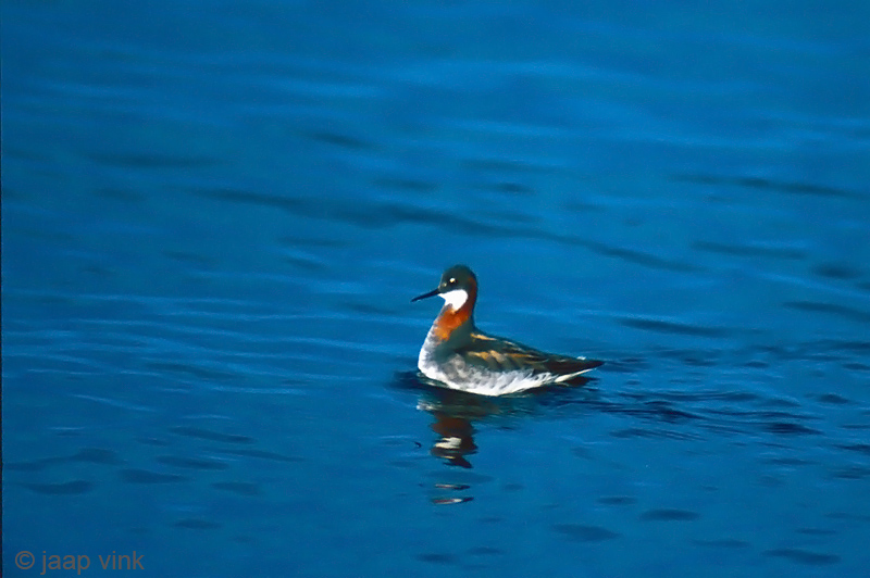 Red-necked Phalarope - Grauwe Franjepoot - Phalaropus lobatus