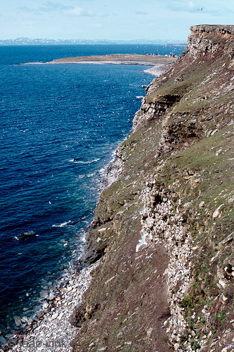 Black-legged Kittiwake - Drieteenmeeuw - Rissa tridactyla 