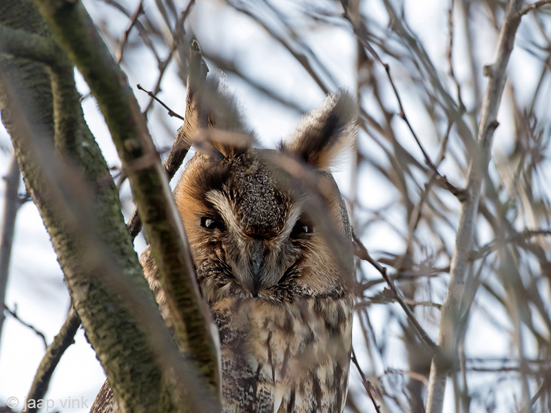 Long-eared Owl - Ransuil - Asio otus