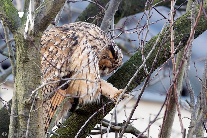 Long-eared Owl - Ransuil - Asio otus