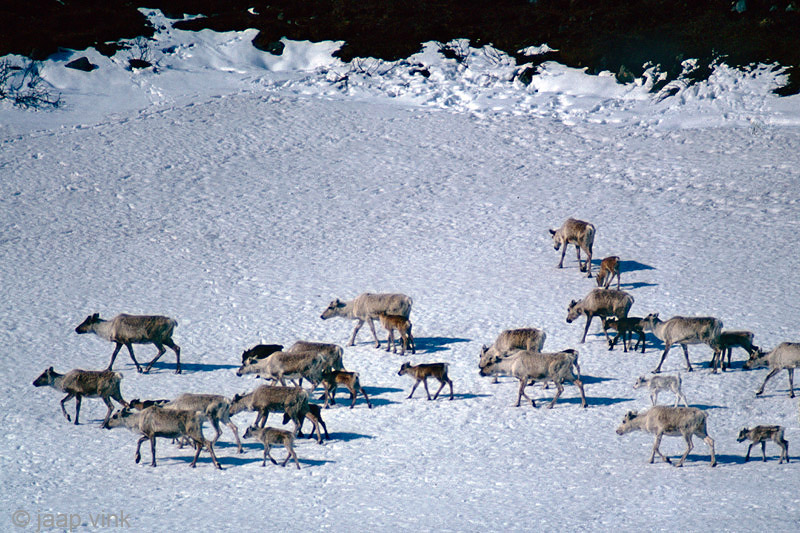 Reindeer - Rendier - Rangifer tarandus