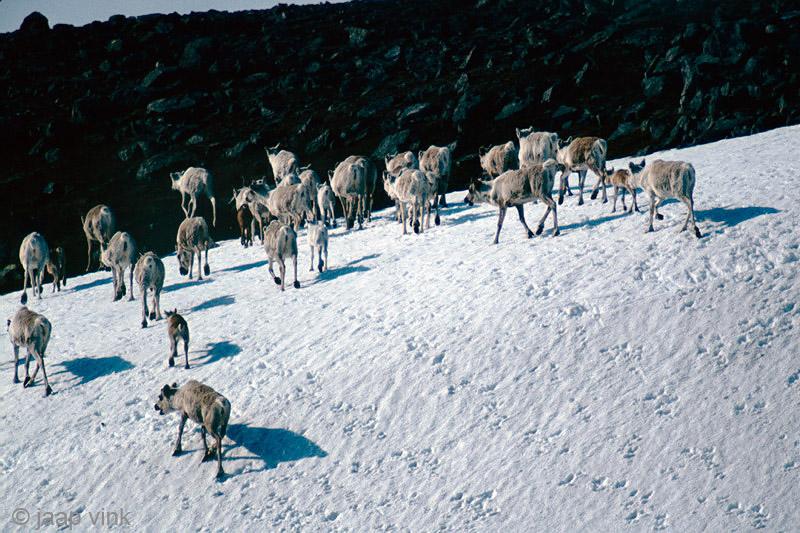Reindeer - Rendier - Rangifer tarandus