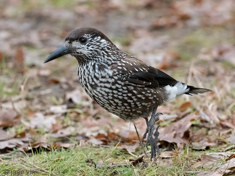 Spotted Nutcracker - Notenkraker - Nucifraga caryocatactes