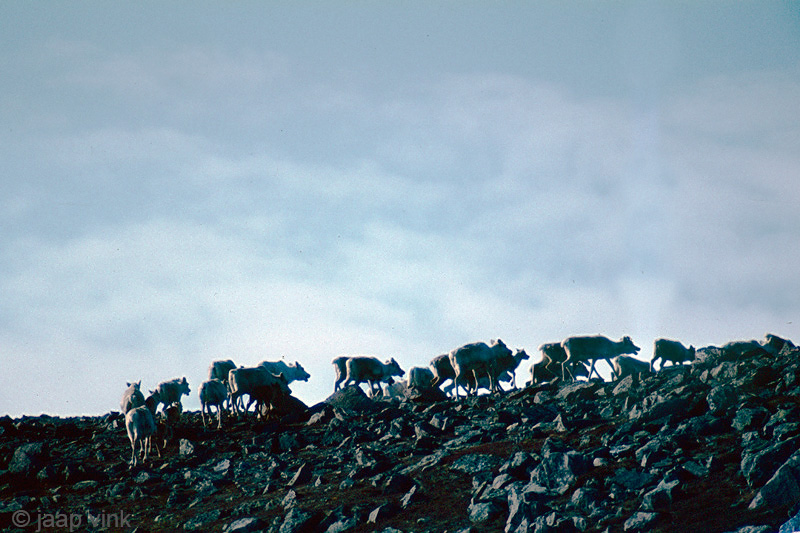 Reindeer - Rendier - Rangifer tarandus