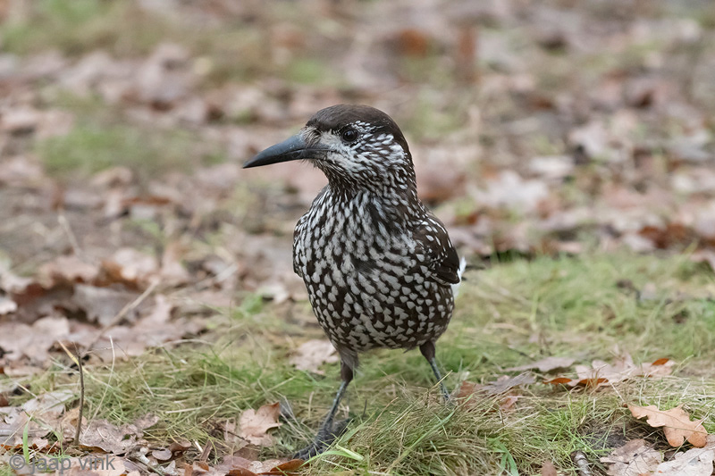 Spotted Nutcracker - Notenkraker - Nucifraga caryocatactes