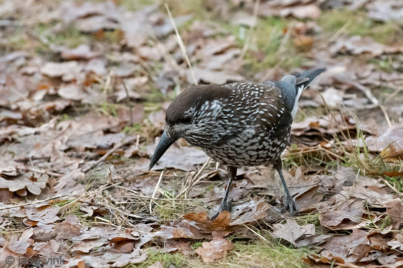 Spotted Nutcracker - Notenkraker - Nucifraga caryocatactes