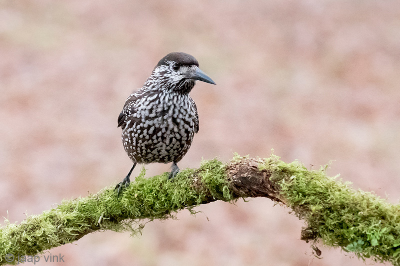Spotted Nutcracker - Notenkraker - Nucifraga caryocatactes