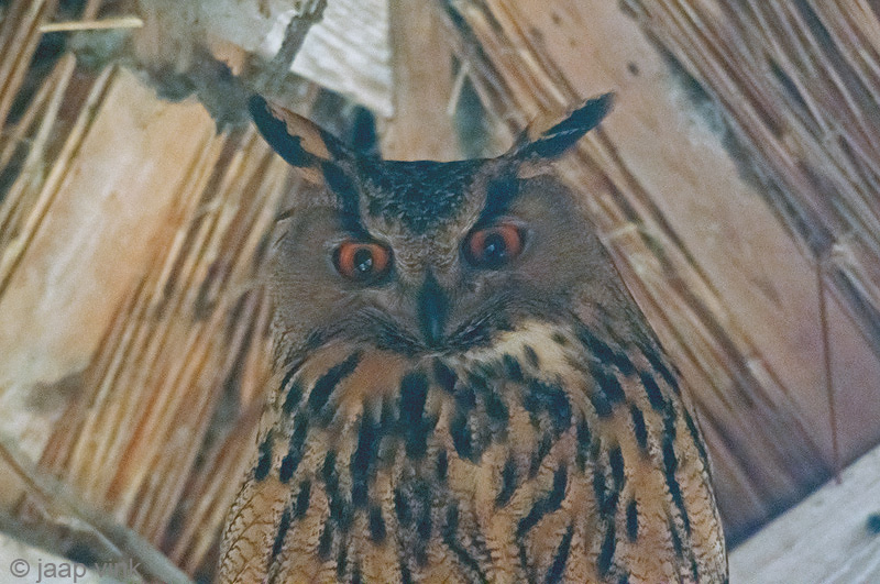 Eurasian Eagle-Owl - Oehoe - Bubo bubo