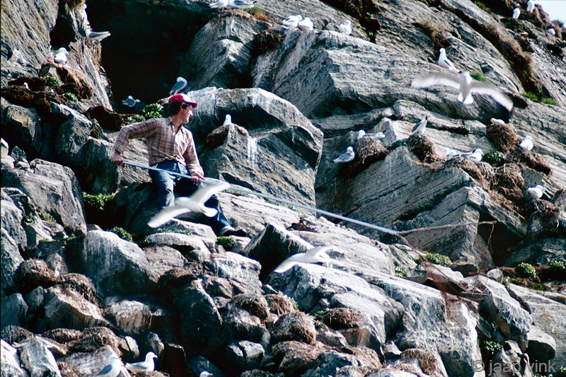Student catching Puffins for study - Student Papegaaiduikers vangend voor studie