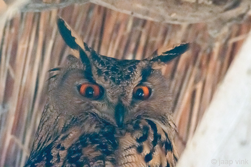 Eurasian Eagle-Owl - Oehoe - Bubo bubo