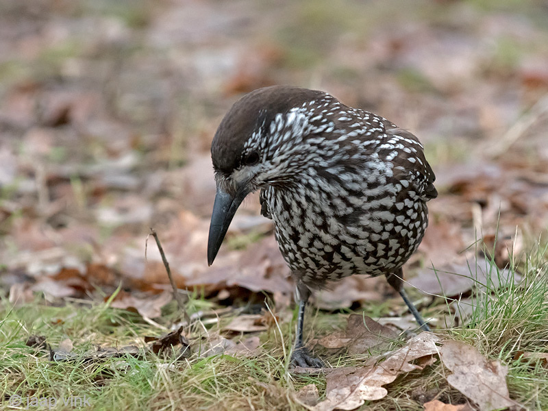 Spotted Nutcracker - Notenkraker - Nucifraga caryocatactes
