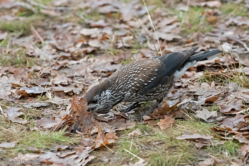 Spotted Nutcracker - Notenkraker - Nucifraga caryocatactes