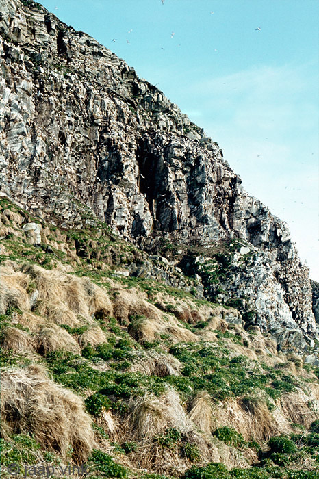 Seabird cliffs - Zeevogelkliffen