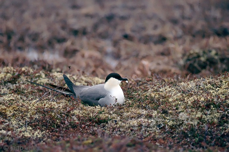 Long-tailed Skua - Kleinste Jager - Stercorarius longicaudus