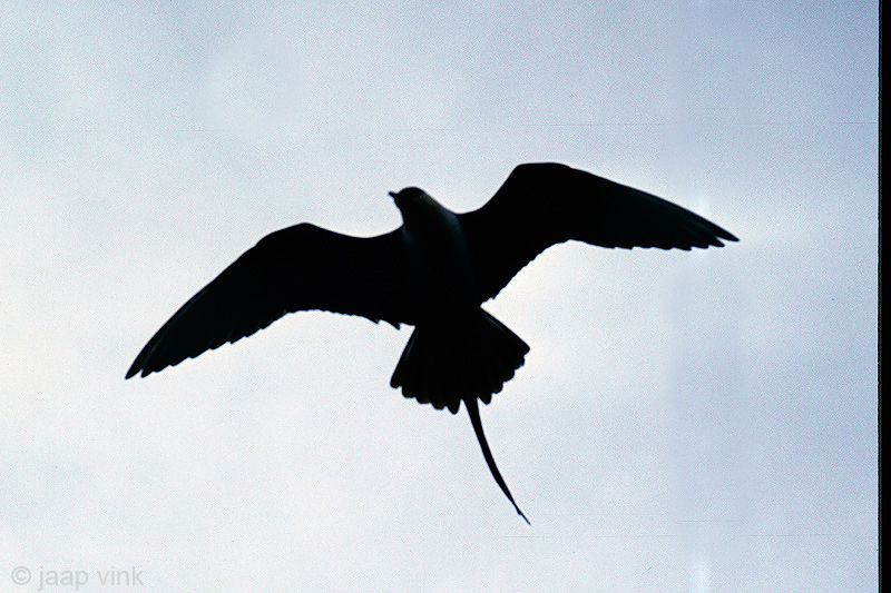 Long-tailed Skua - Kleinste Jager - Stercorarius longicaudus