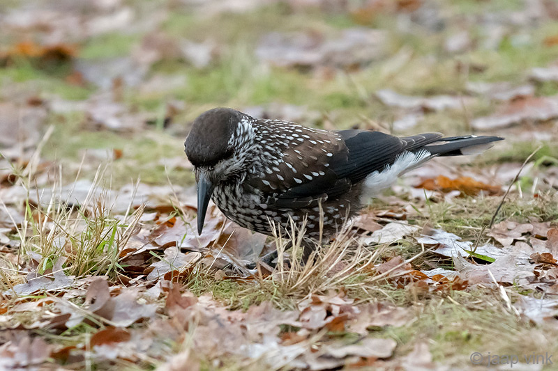 Spotted Nutcracker - Notenkraker - Nucifraga caryocatactes