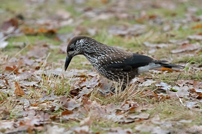 Spotted Nutcracker - Notenkraker - Nucifraga caryocatactes