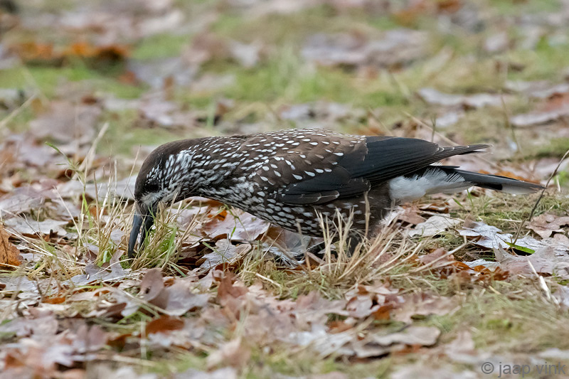 Spotted Nutcracker - Notenkraker - Nucifraga caryocatactes