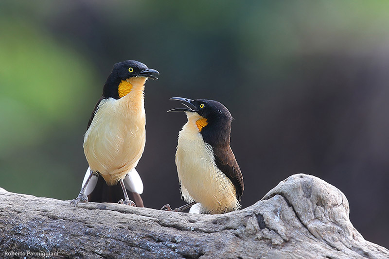 Donacobius atricapilla (black capped donacobius - scricciolo mimo)