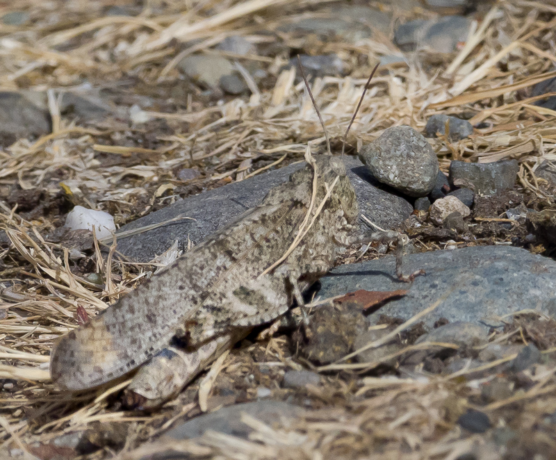 This grasshopper was certainly colored for the surrounding landscape.