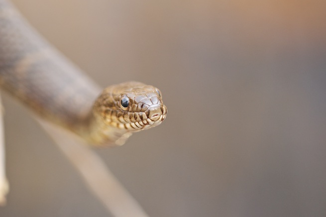 Juvenile Northern Water Snake