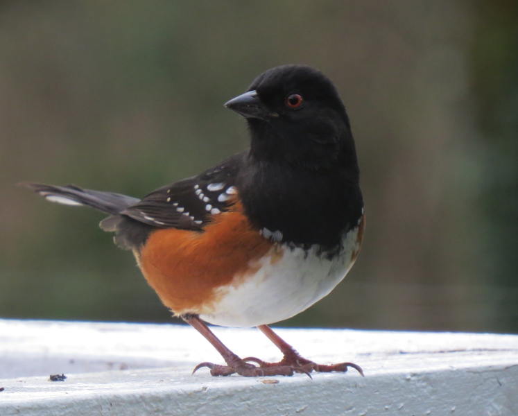 Spotted Towhee