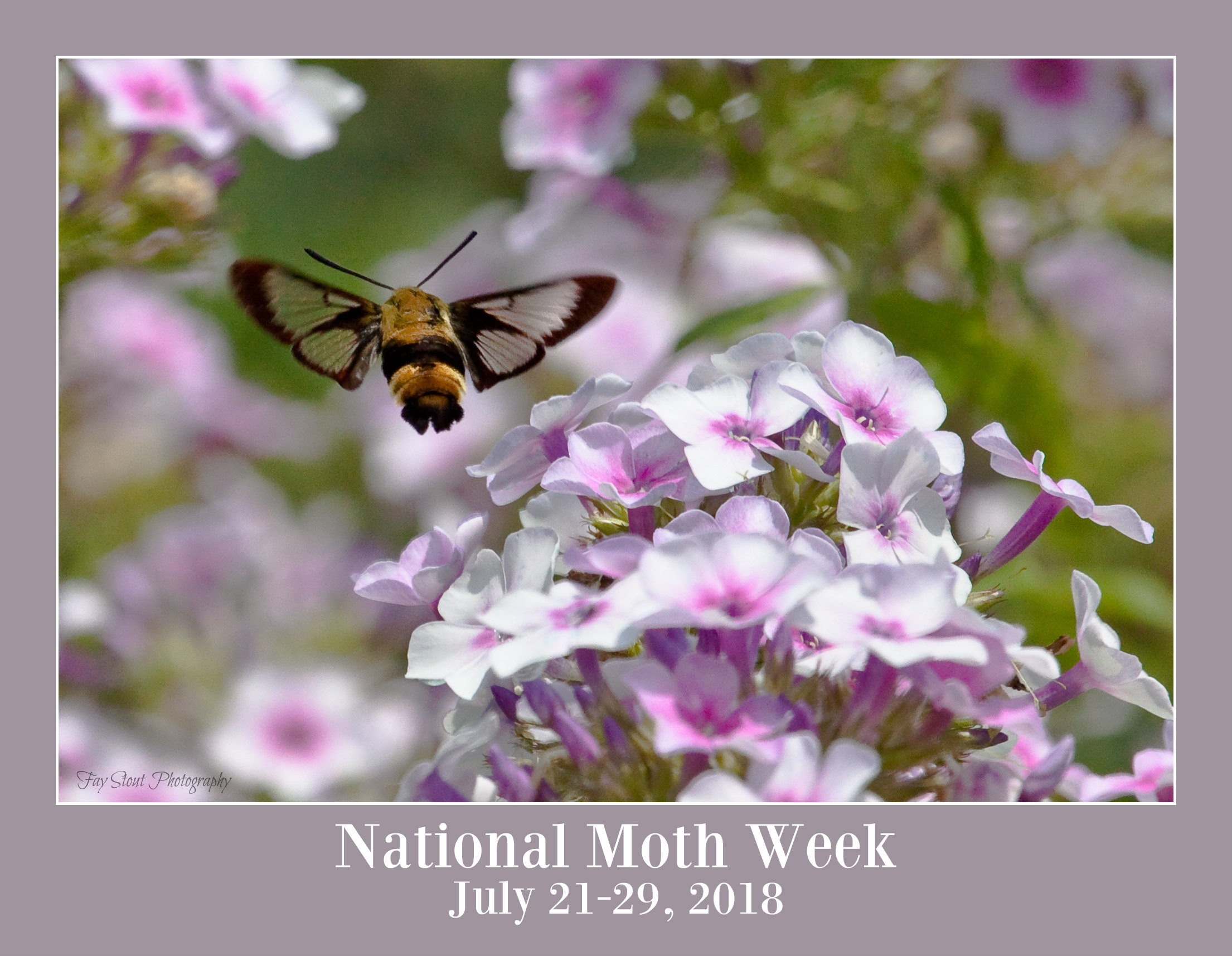 National Moth Week: July 21-29, 2018 