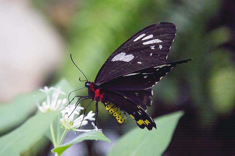 Cairns Birdwing (Ornithoptera euphorion) - female