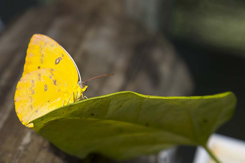 Orange Migrant (Catopsilia scylla)