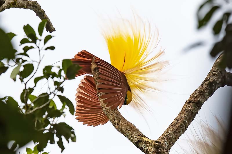 Greater Bird-of-paradise (Paradisaea apoda) -- male