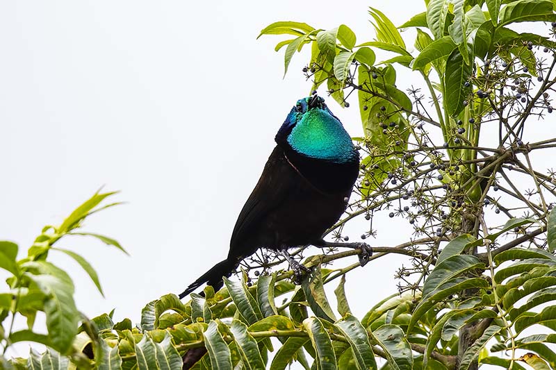 Princess Stephanies Astrapia (Astrapia stephaniae) -- male