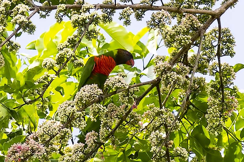 Coconut Lorikeet (Trichoglossus haematodus)