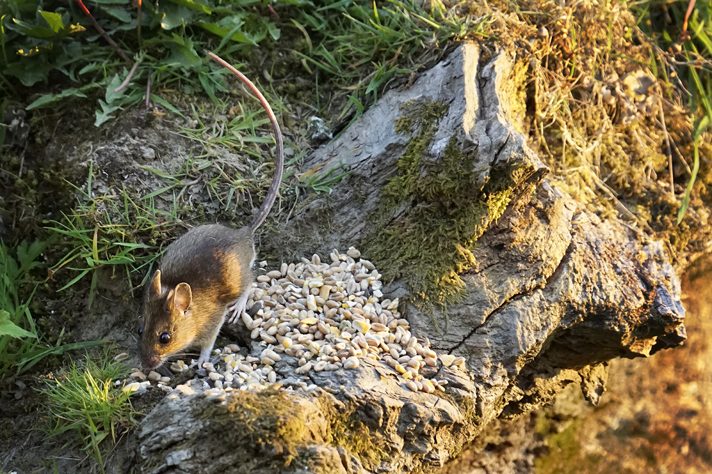 3 Bank Vole.JPG
