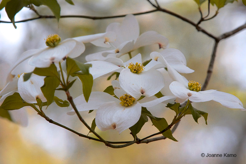 Dogwood Bloom