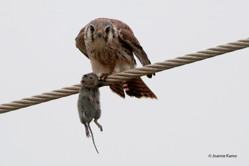 Kestrel With Rat