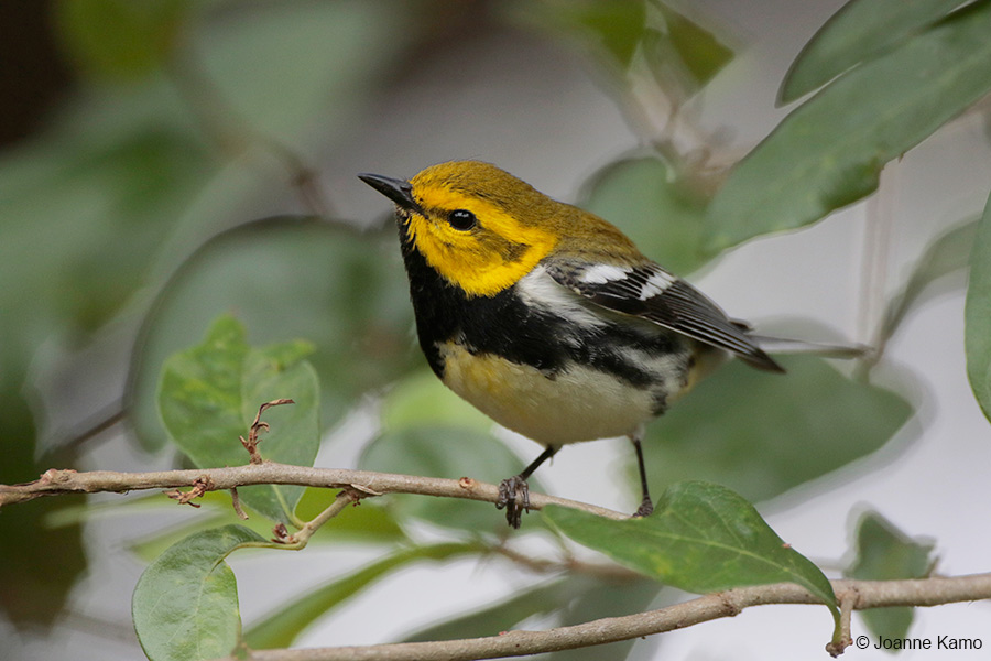 Black-throated Green Warbler