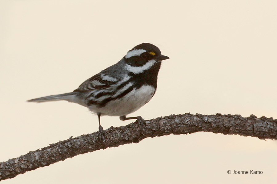 Black-throated Gray Warbler