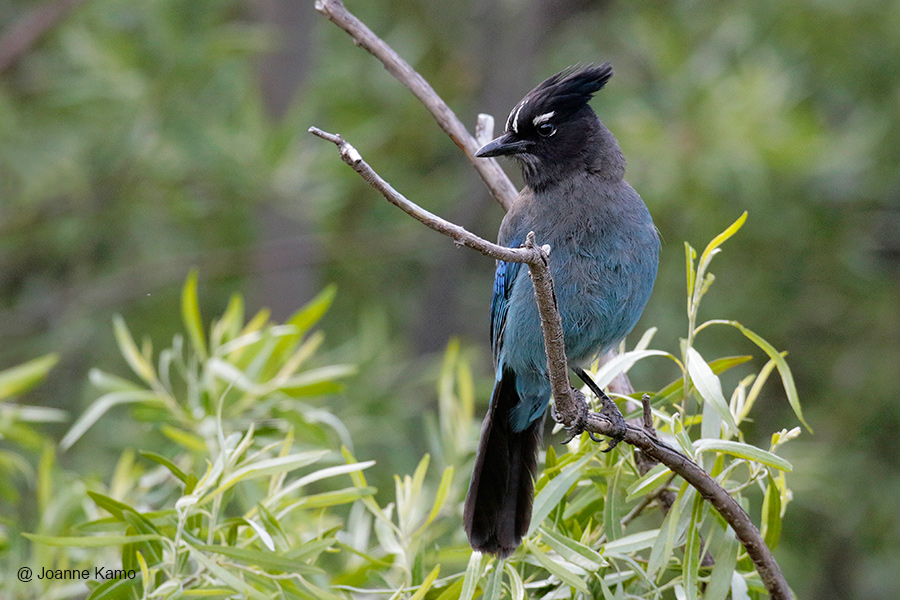 Stellers Jay