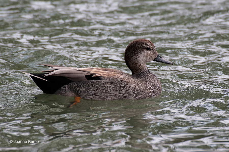 Gadwall