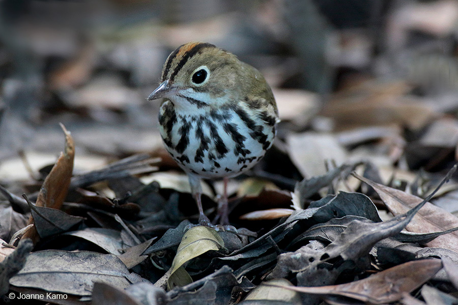 Ovenbird