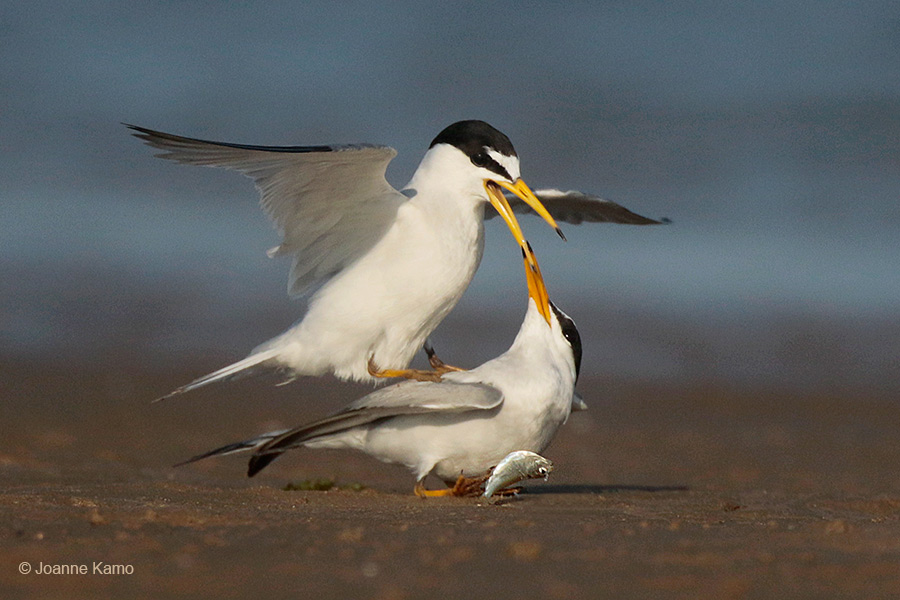 Least Terns - 2. Dropped Fish