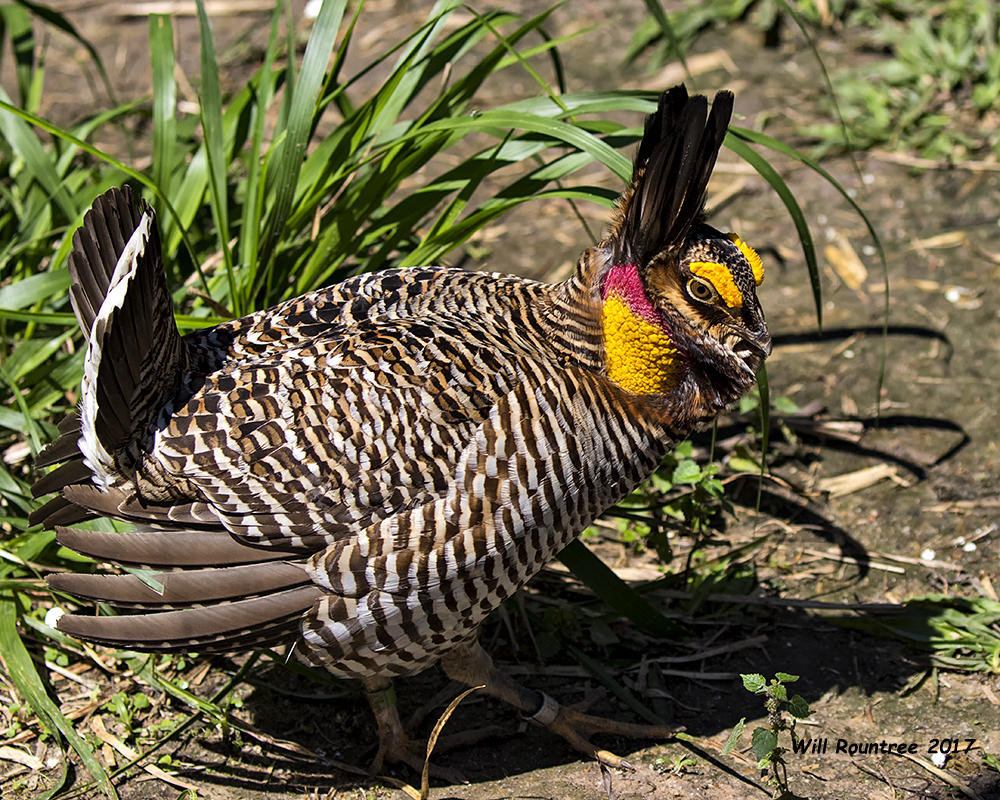 5F1A8070 Attwater Prairie Chicken.jpg