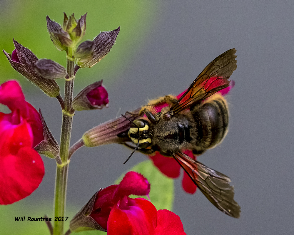 5F1A9509 Strands Carpenter bee.jpg