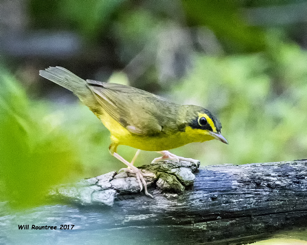 5F1A0780 Kentucky Warbler.jpg