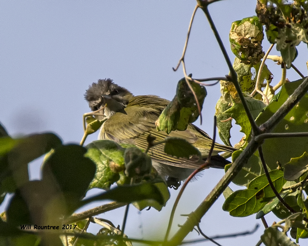 5F1A1017 Black-whiskered Vireo LC.jpg