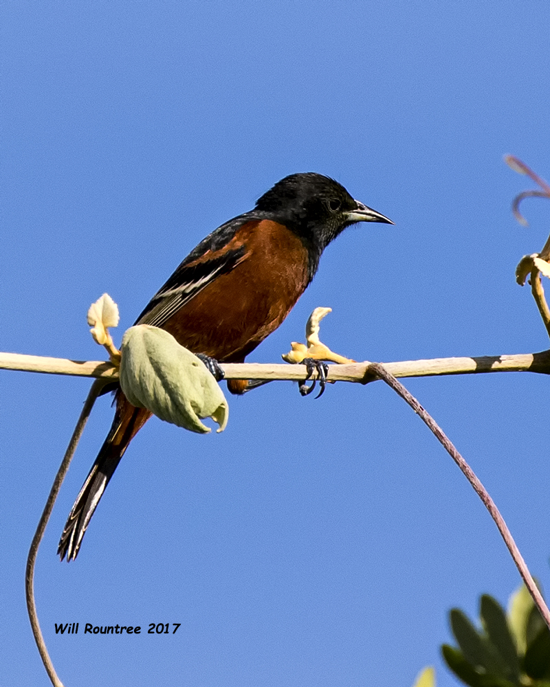 5F1A1083 Orchard Oriole LC.jpg