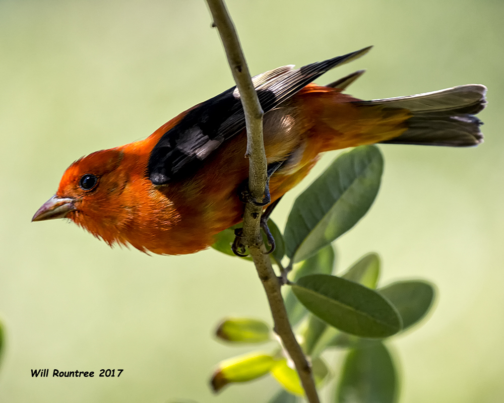 5F1A1286 Scarlet Tanager LC.jpg