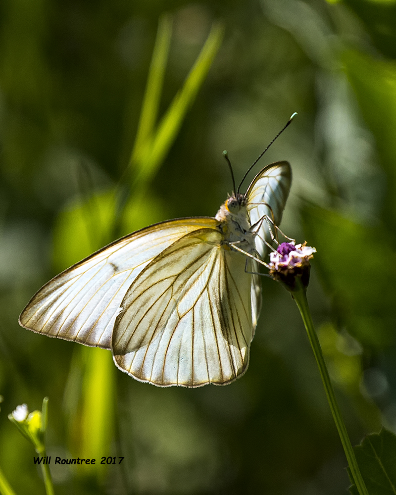 5F1A2175 Great Southern White.jpg