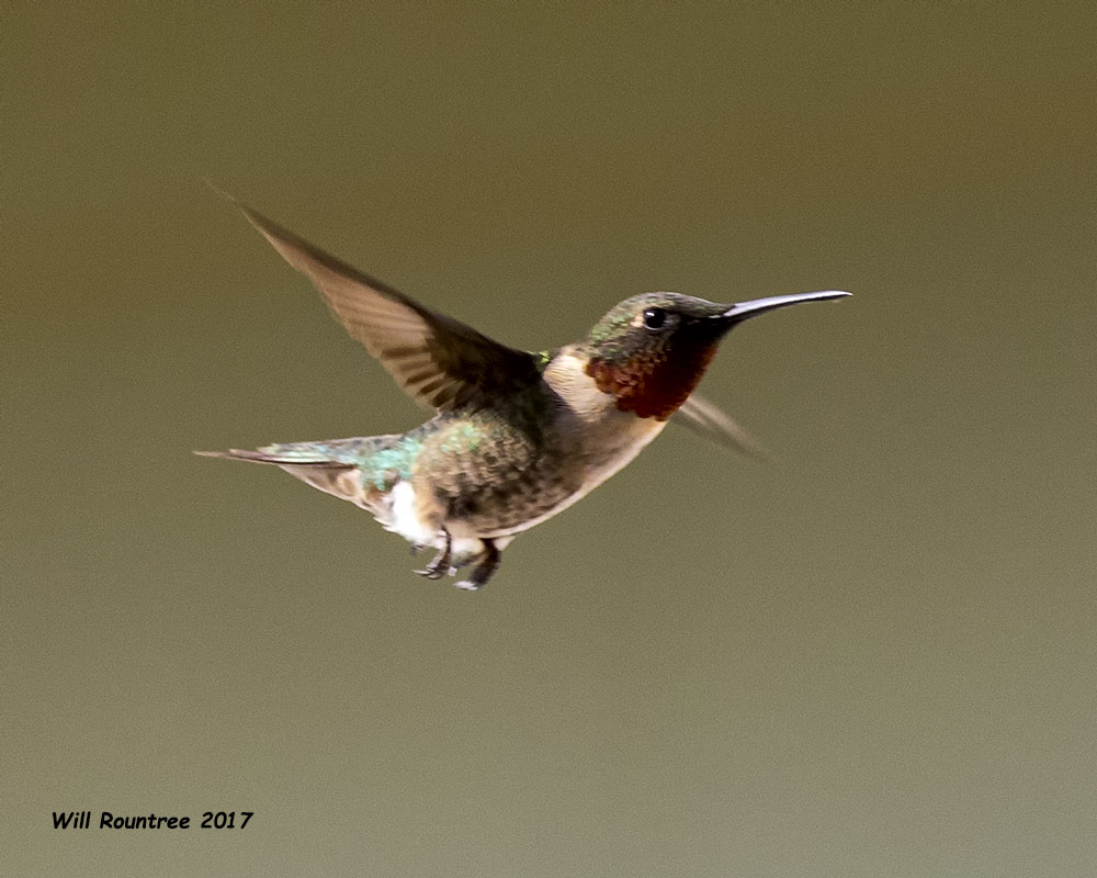 5F1A7086 Ruby-throated Hummingbird.jpg